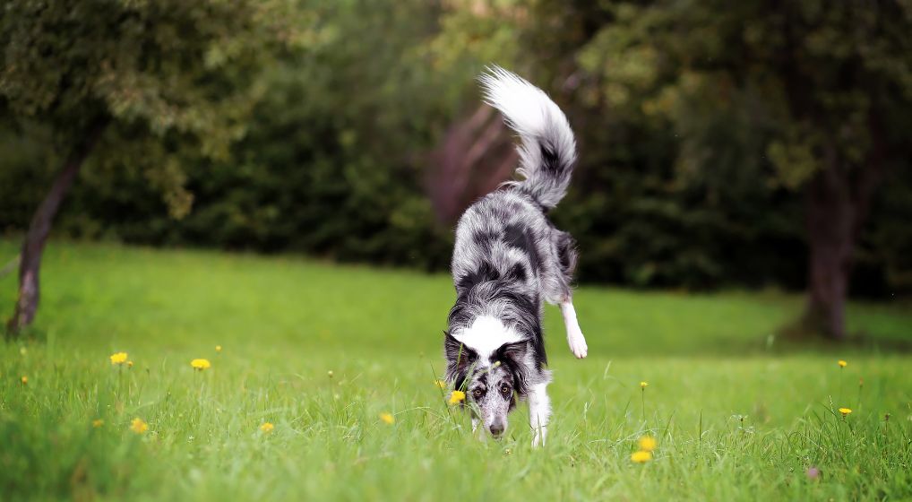 Advanced Dog Tricks To Teach Handstand