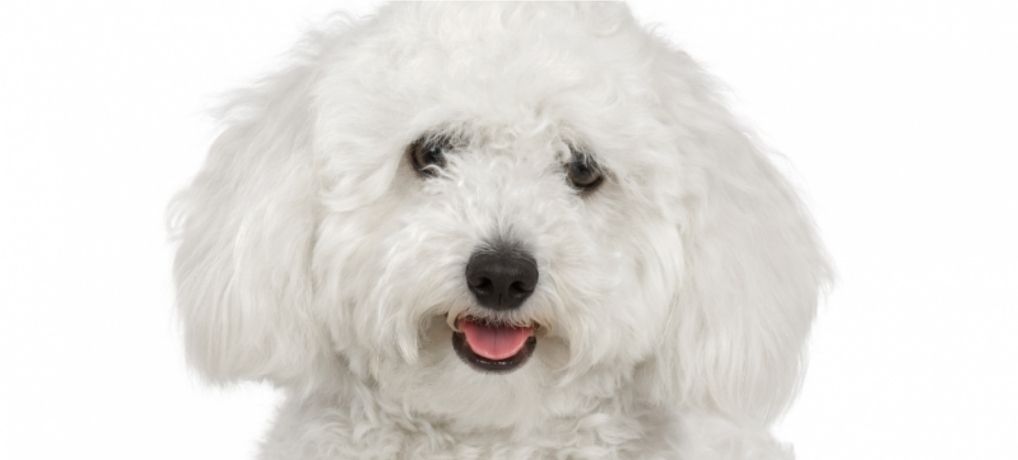 Bichon Frise Training 101: Not So Easy As You Can Think (Proven Tips!)