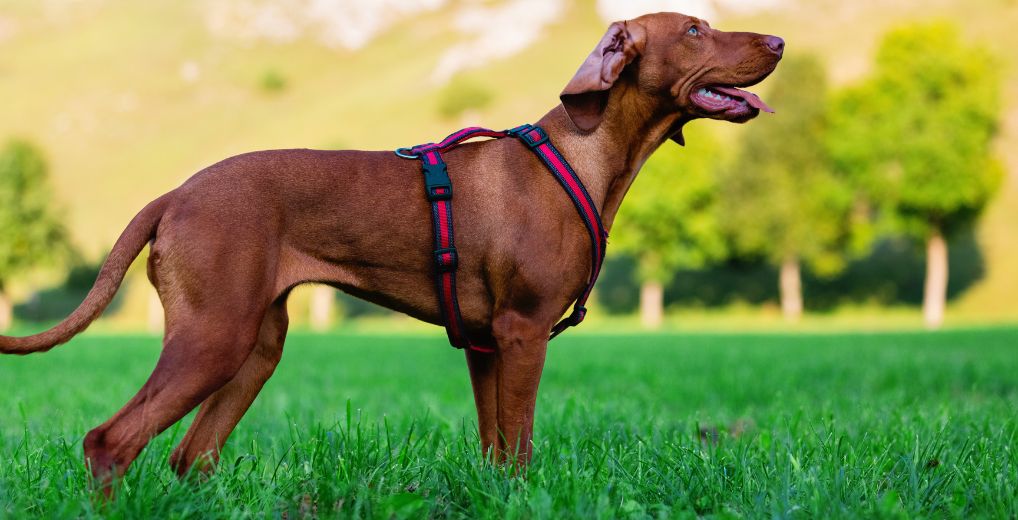 Bloodhound Training 101: Essential Tips for Raising a Well-Behaved Bloodhound