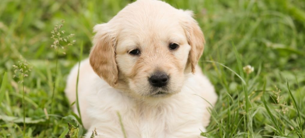 Buy Golden Retriever: Pros and Cons of Golden Retriever (Eye Up These Proven Tips in 4 Articles!)