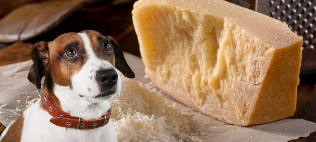 Can Dogs Eat Cheese? What Every Dog Owner Ought to Avoid Some Serious dog training checklist [3 Eye-Opening Articles]