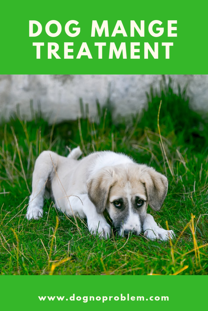 DOG MANGE TREATMENT