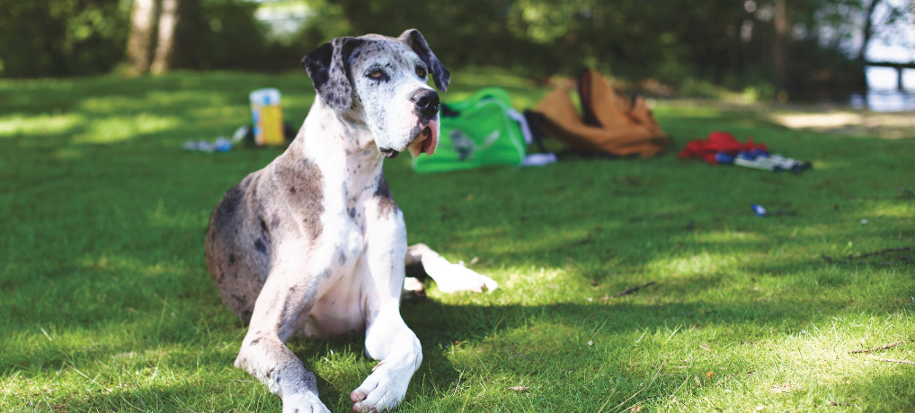 Great Dane Training – Things You Need To Know, Part 1 (6 Articles!)