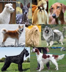 Different Dog Breeds 