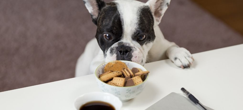Dog Food – 7 Must-Read Articles (Maybe Surprising…): Learn How to Take Better Care of Your Dog!