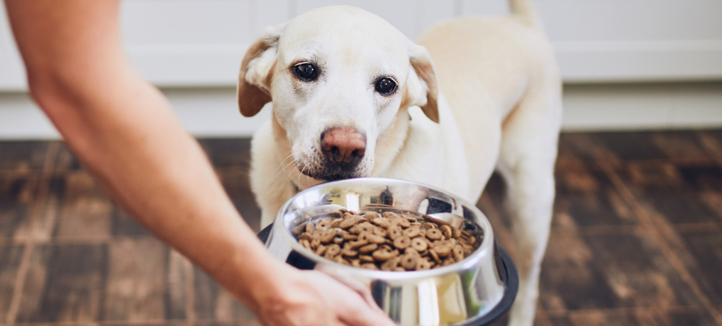 Dog Food Possessive