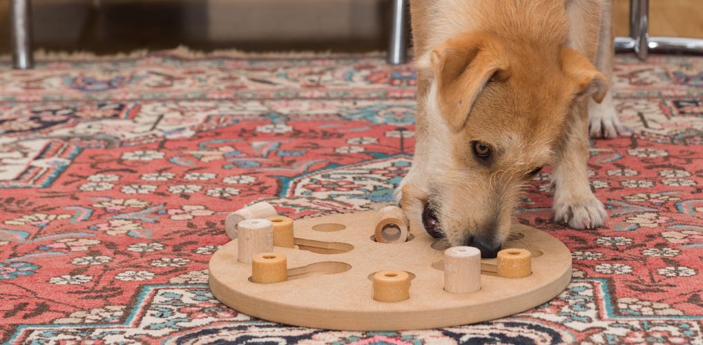 Dog Food Puzzles