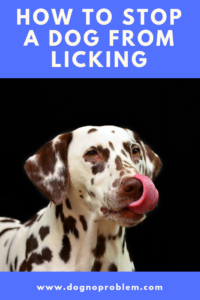Dog Licking - Methods to Get Rid of This Dog Behaviour