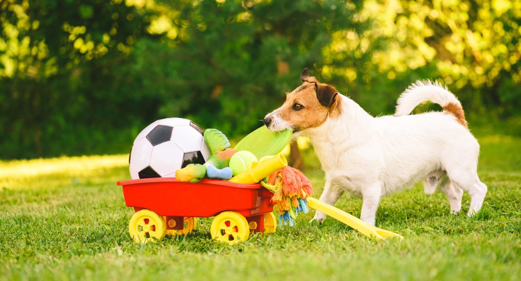 The Ultimate Guide to Dog Training Toys for 2023: Making Training Fun and Engaging!