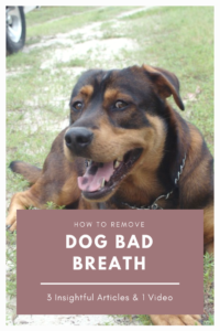 Dog bad breath