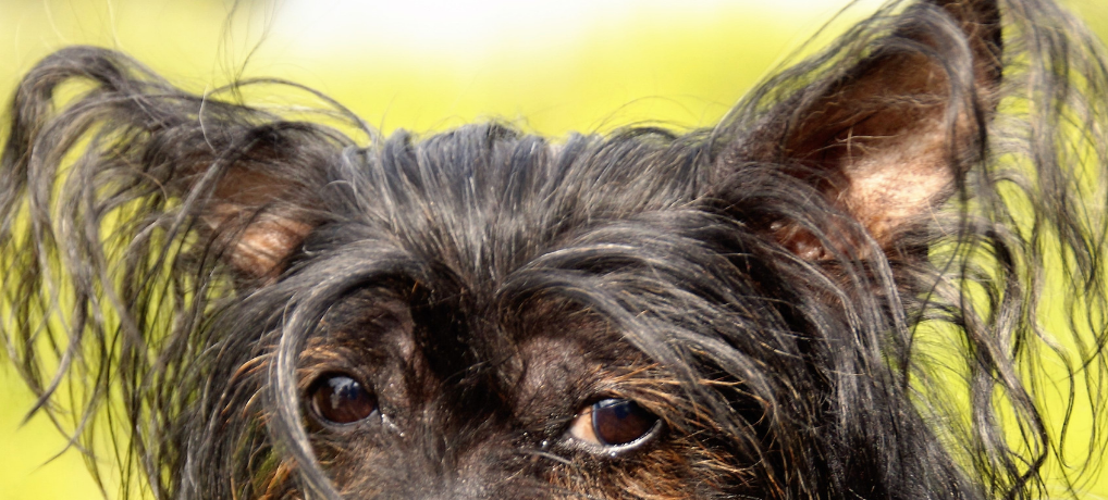 Ear Mites in Dogs: How to Get Your Best Friend Rid of This Bugs (Quick & Easy!) 1