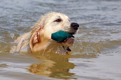 Golden Retriever Health 101: A Guide to Keeping Your Furry Friend Happy and Healthy 1