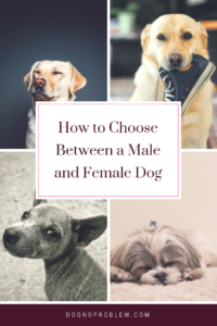 Dog Gender - How to Choose Between a Male and Female Dog