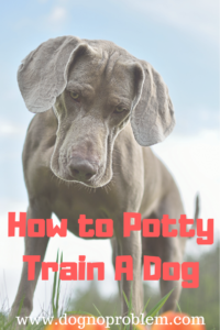 How to Potty Train A Dog