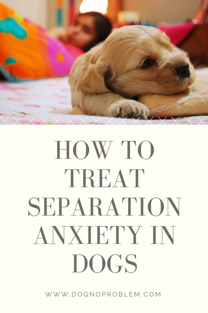 Separation Anxiety in Dogs 4 Articles Full of Unique Tips