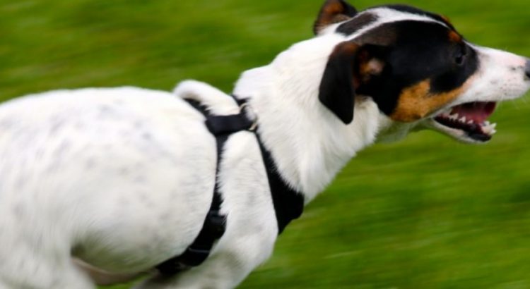 Jack Russell Dog Training