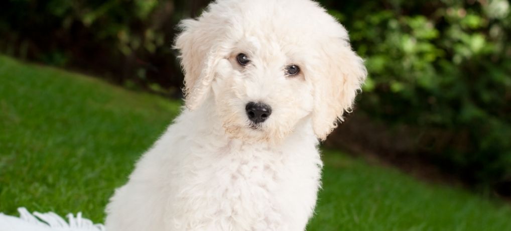 Labradoodle Training: 6 Must-Read Articles (For a Better Dog!)