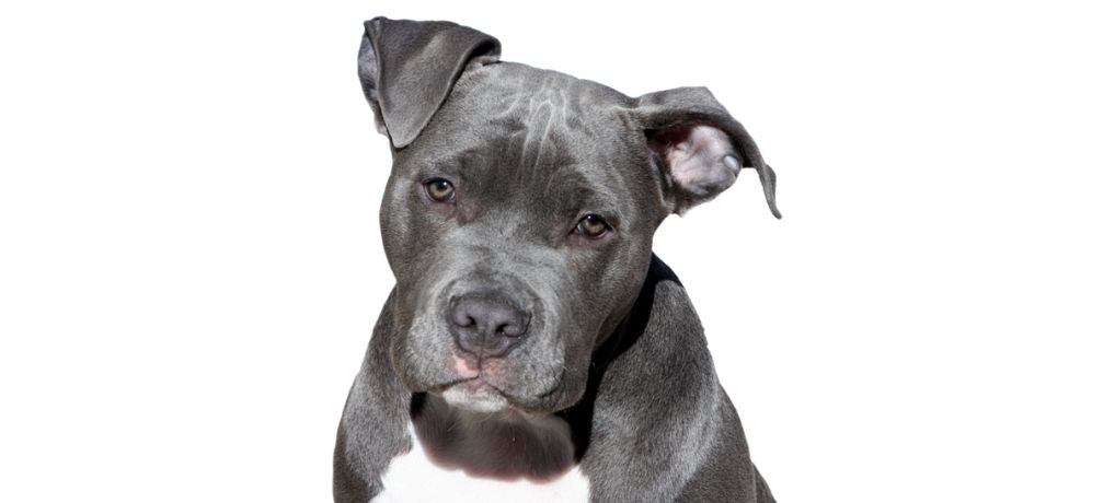 Pitbull Training: 7 Training Tips to Help Change the Perception of These Amazing Dogs
