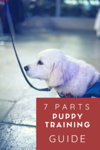 Puppy Training – the Complete Guide
