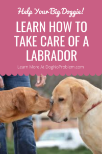 Adopt a Labrador