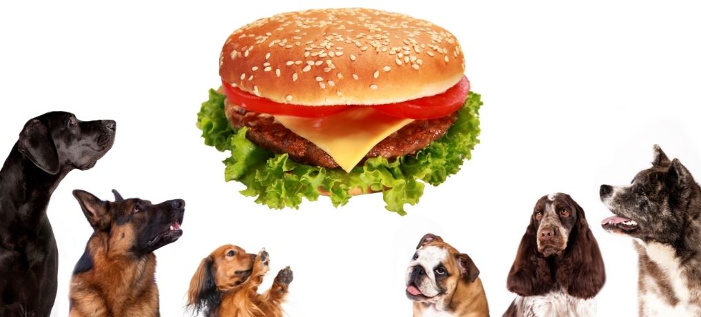 Types Of Foods You Should Not Feed Your Pet Canine
