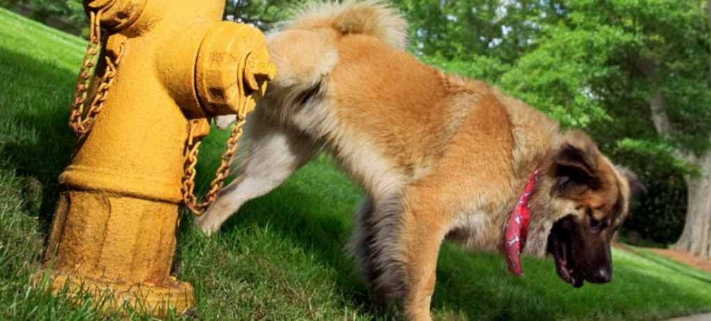 Urine Trouble in Dogs