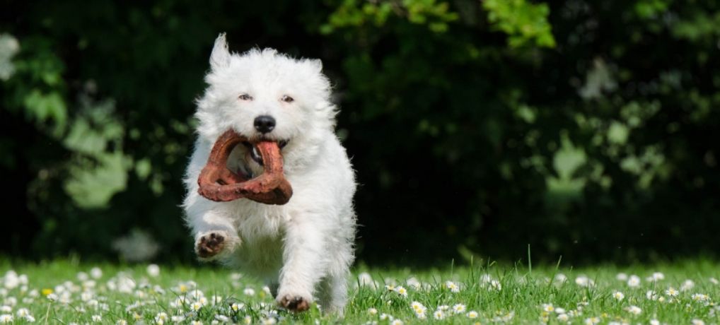 Westie Training Suggestions for 2023 – How to Get a Better West Highland White Terrier (Important!)