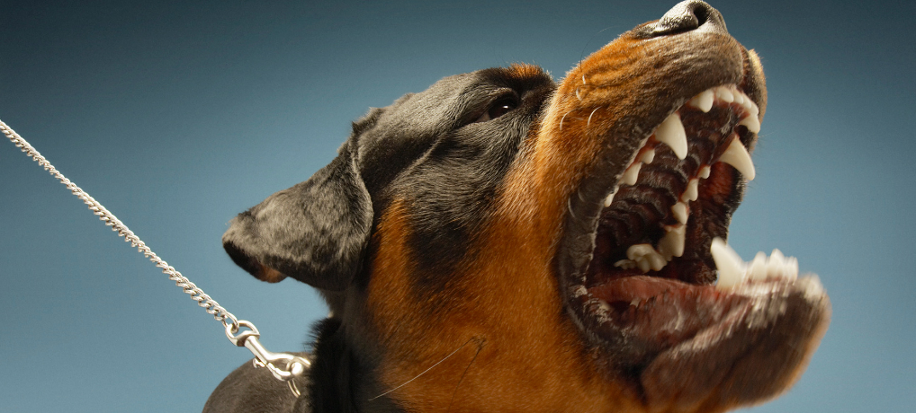 Stop Barking Dogs in 2 New Ways: Making Them "Speak" And "Sing" & Then Praising Them, Always ! 1