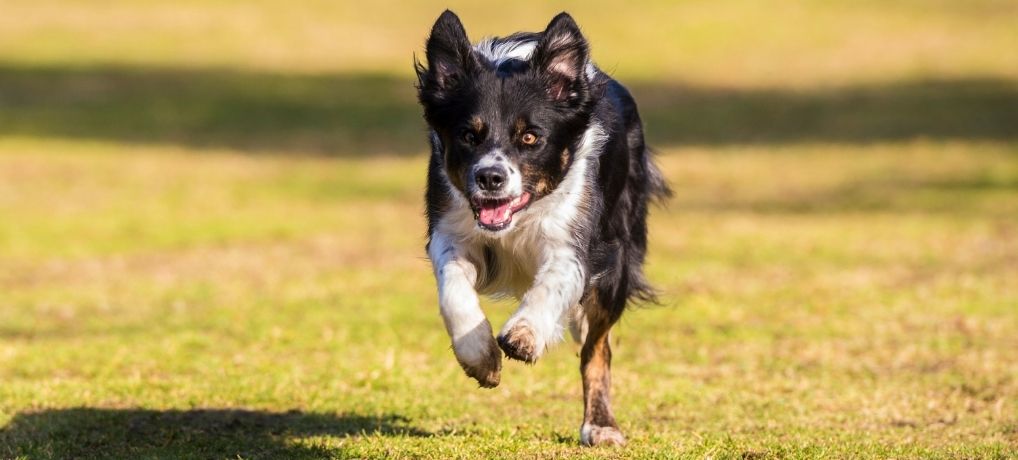 best dog recall training method