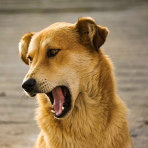 Stop Barking Dogs in 2 New Ways: Making Them "Speak" And "Sing" & Then Praising Them, Always ! 2