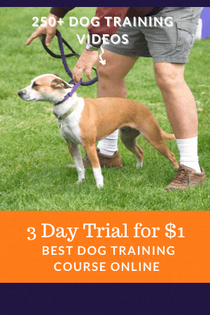 Dog Training Videos Course