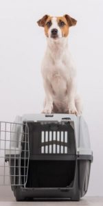 dog cage - top dog training