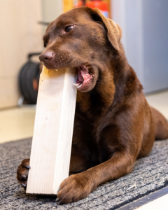 dog chewing prevention