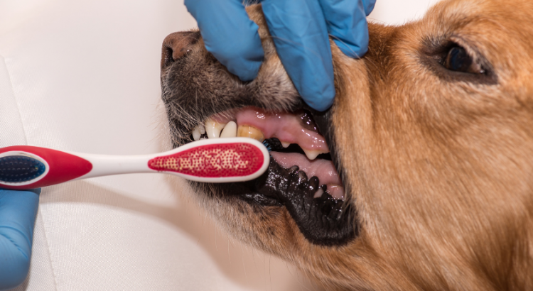 dog dental disease