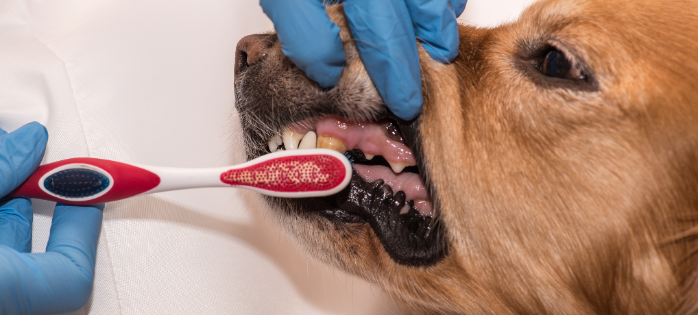 dog dental disease