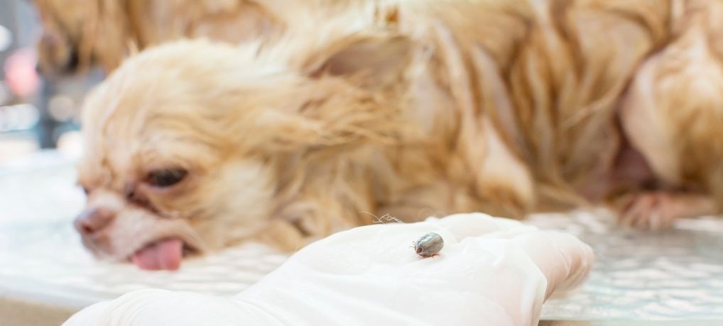 Dog Parasites: Heartworm, Fleas, and Other Dog Parasites – Causes, Symptoms & Treatment (6 Articles)