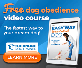 Labrador Training Ideas to Make Your Dog Training Easy (Expert Advice!) 1