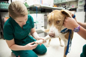 heartworm in Dogs
