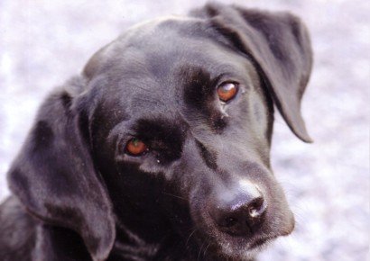 Labrador Dog Training: How To Make Your Dog a Better Dog (11 Articles!) 1