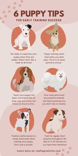 Puppy training tips