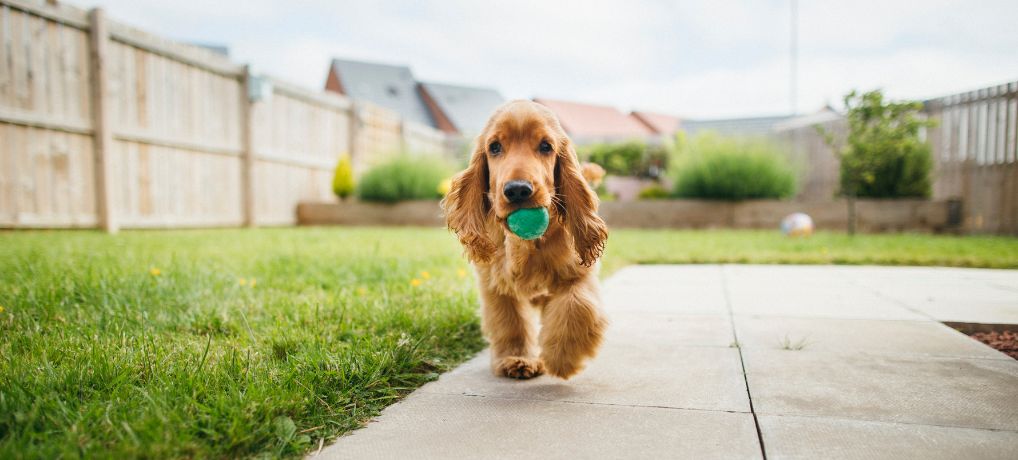 Teach Leave It: 11 Powerful Steps to a Safer and Happier Dog